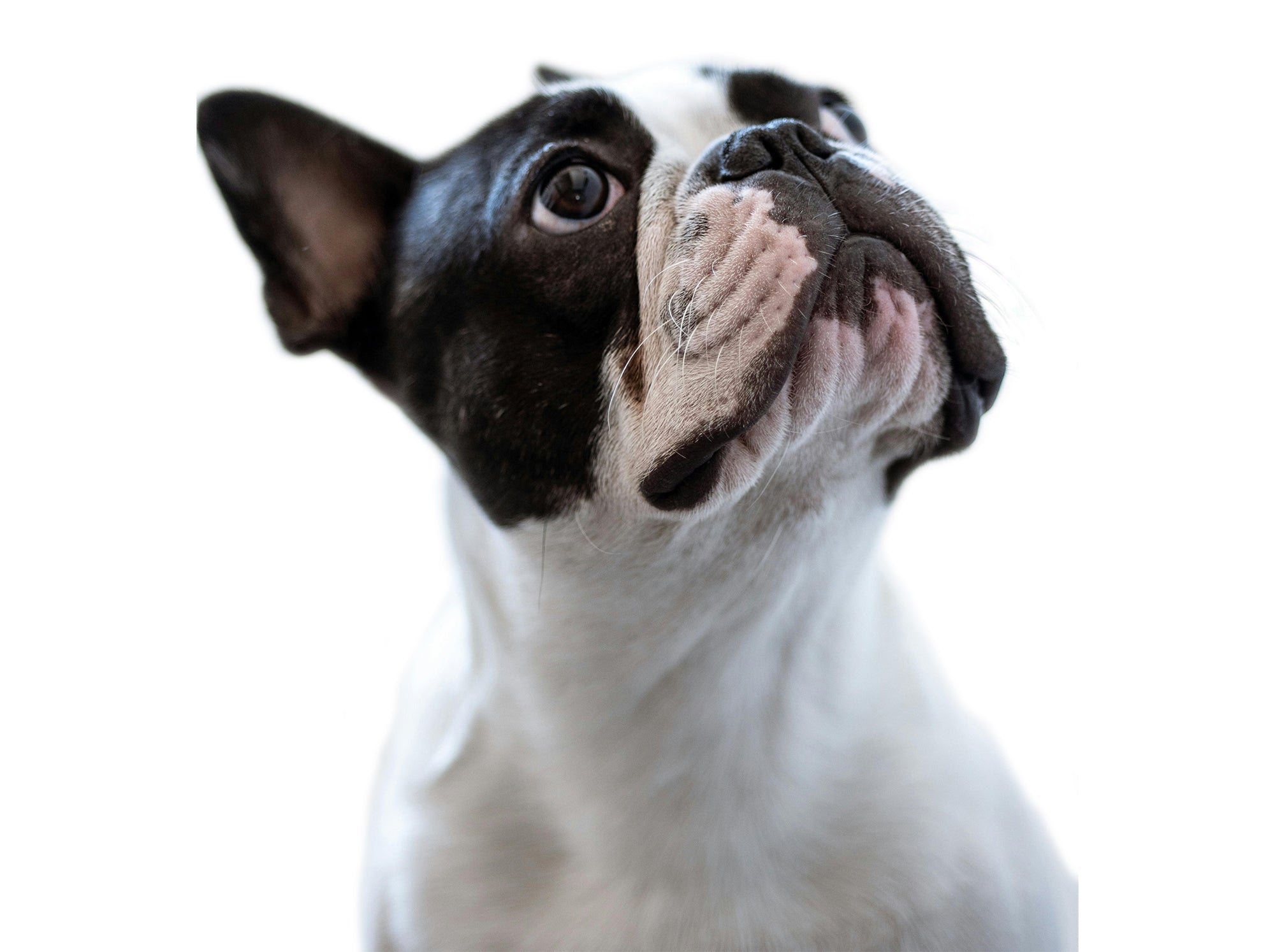 Headshot portrait of a Boston Terrier dog looking up.